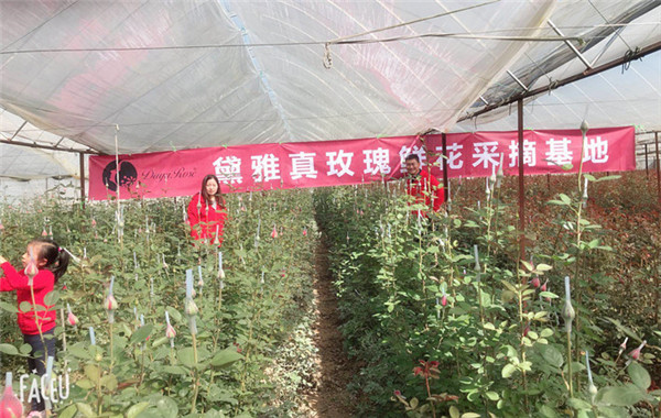 黛雅金玫瑰原料基地